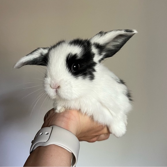 Meet your Posher, Estelle - Picture 1 of 1